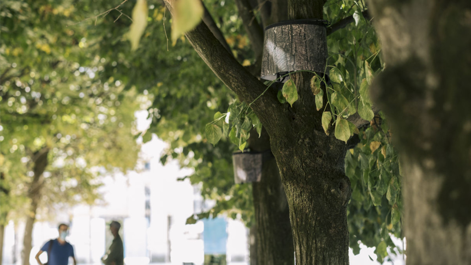 Photo of Singing Trees part of More than Human Assembly by HAQUE TAN